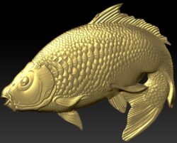 Carp – fish