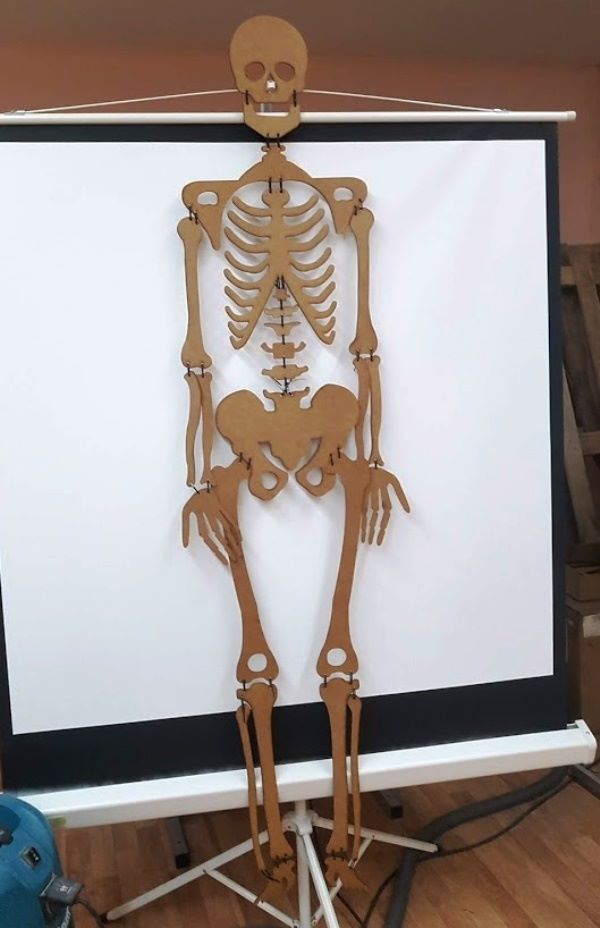 Skeleton