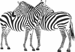 Two zebras