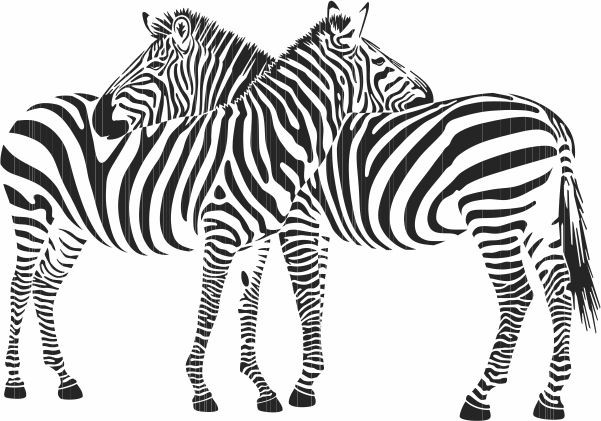 Two zebras