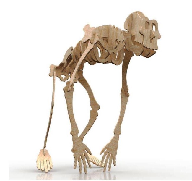 Gorilla skeleton