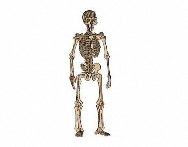 Human Skeleton