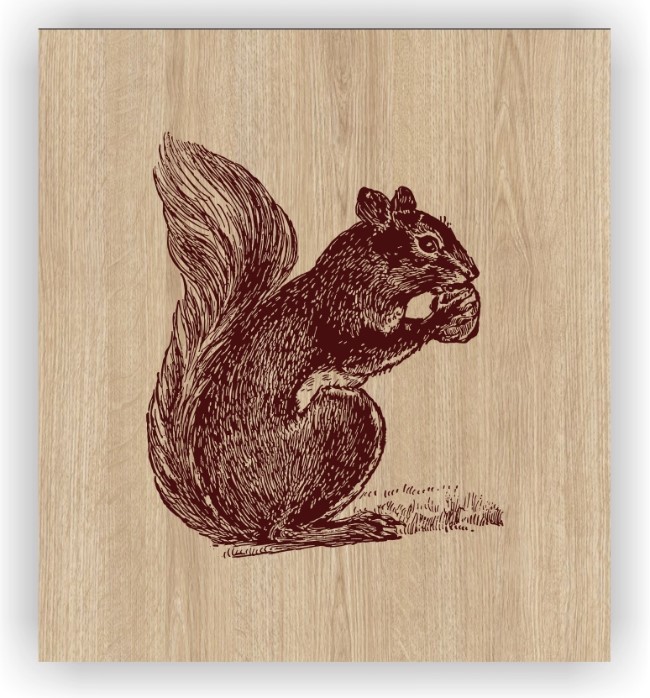 Squirrel