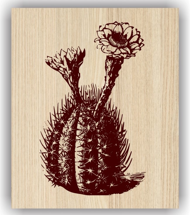 Cactus