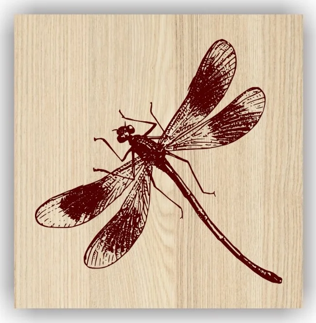 Dragonfly