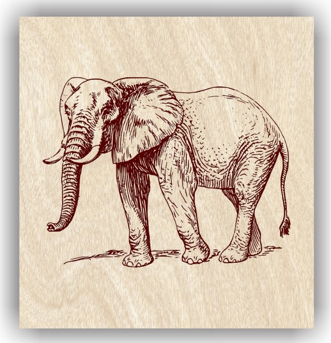 Elephant