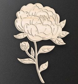 Peony