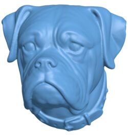 Boxer head – dog