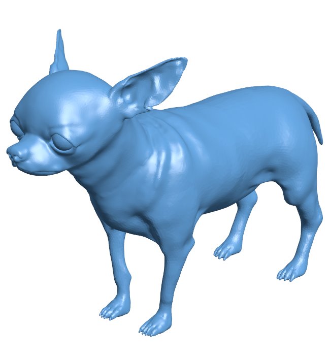 Chihuahua - dog