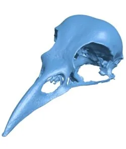 American Crow Skull