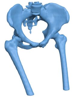 Female pelvic bone