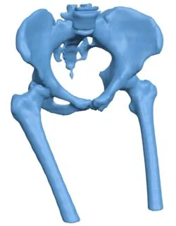 Female pelvic bone