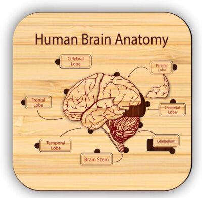 Human brain anatomy puzzle
