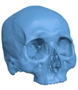 Human skull