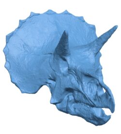 Triceratops Skull in Colorado, USA