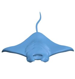 Manta Ray – fish