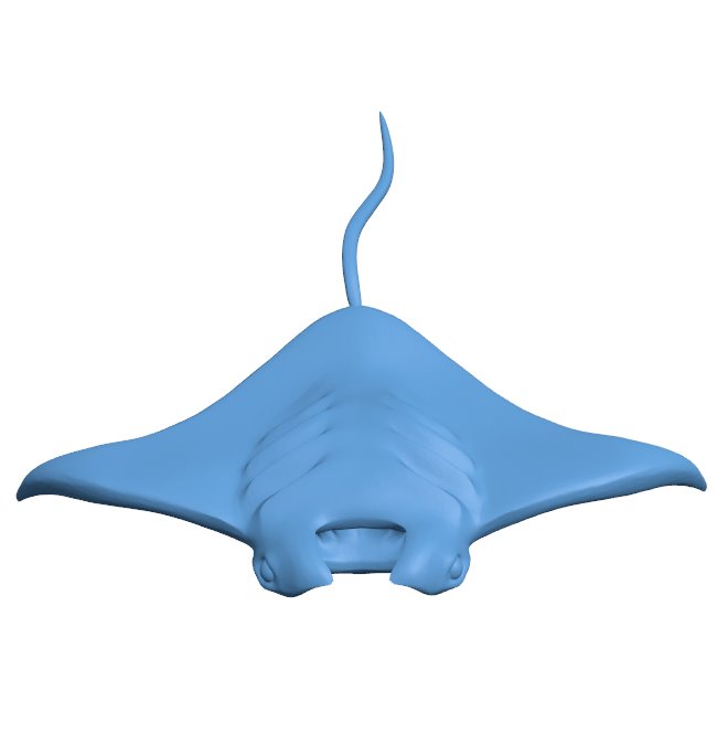 Manta Ray - fish