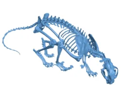 Mountain lion skeleton