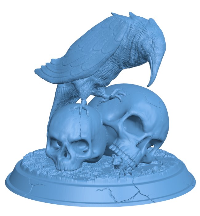 Raven skull