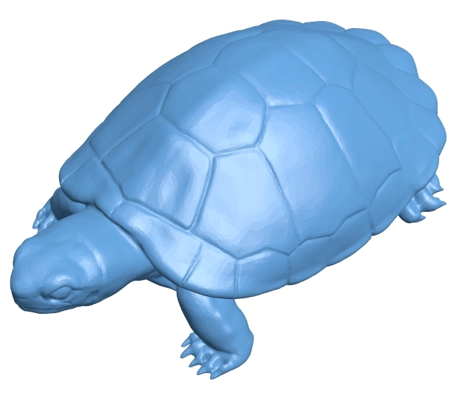 Realistic Turtle