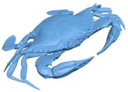 Female blue crab