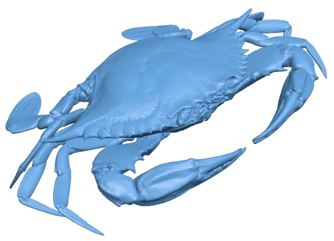 Female blue crab