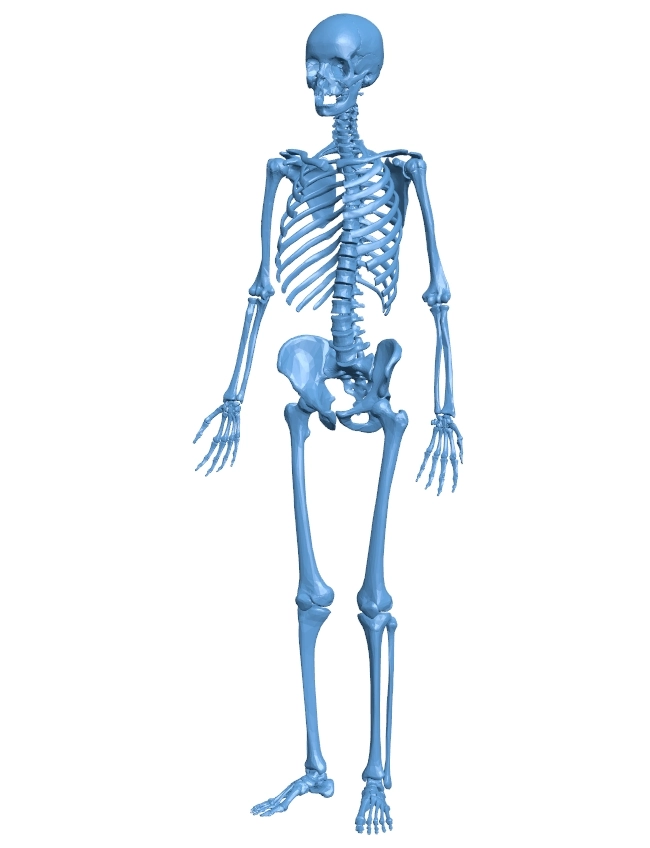 Human skeleton