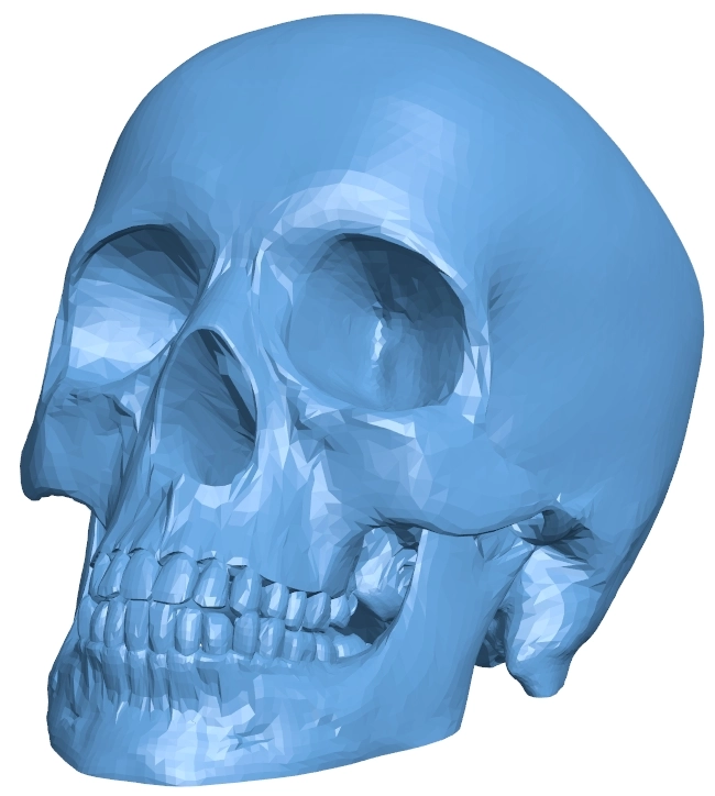 Human skull