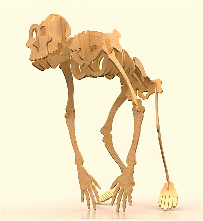 Gorilla skeleton