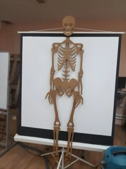 Human skeleton wood model